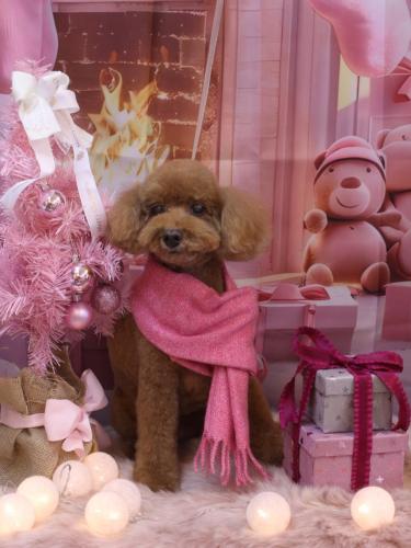 20241211レオくん